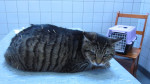 Binky,cyperse kater,10jr,loopt als een konijn,dwz  hij houdt zijn achterbenen vanaf de hak op de grond.